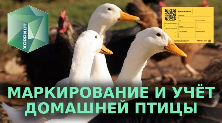 Новозыбковские владельцы хозяйств должны поставить на учёт домашнюю птицу и кроликов